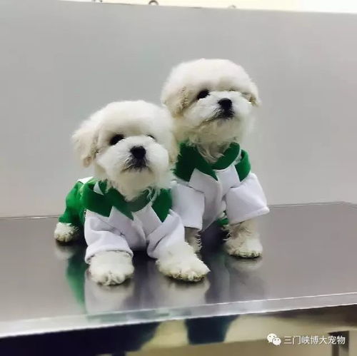 博大宠物医院迎双节送好礼